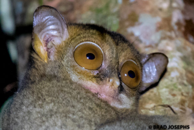 tarsier image, borneo