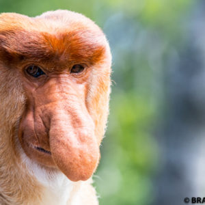 image male proboscis monkey nose borneo sabah malaysia wildlife expedition