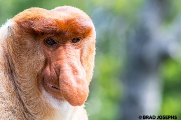 image male proboscis monkey nose borneo sabah malaysia wildlife expedition