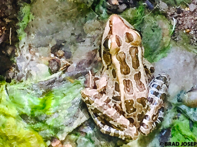 pickerel frog frogpond arkansas frog pond