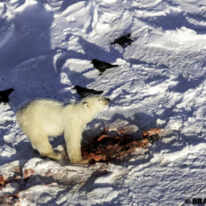 polar bear eating seal churchill manitoba