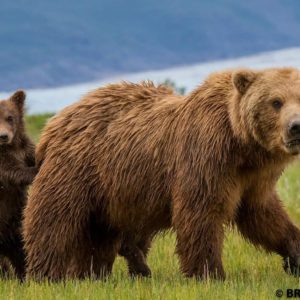 katmai bear viewing,