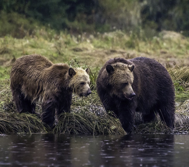 eddy savage, bears, photography