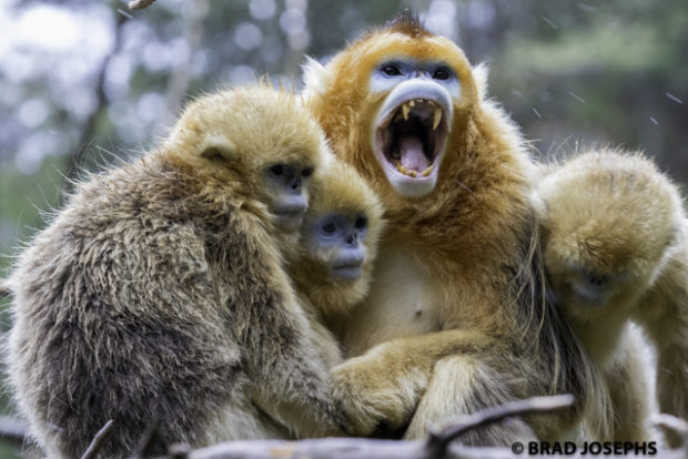 xian travel, image of golden monkey