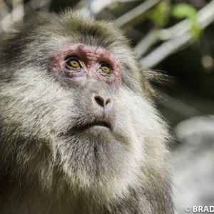 (Macaca thibetana),