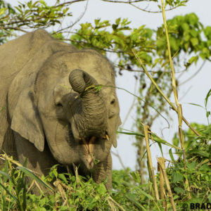 borneo pygmy elephant, sony A9