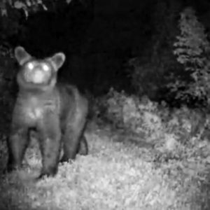 ozark black bear arkansas, game camera, camera trap