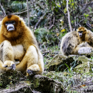 golden snub-nosed monkeys