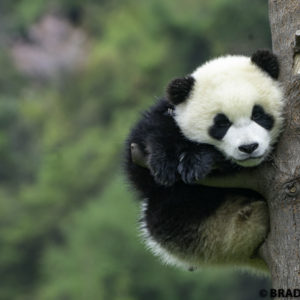 wolong panda cub, baby panda